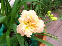 Siloam Double Classic.webp