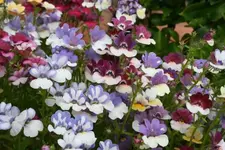 bunte Schönheiten_klein.webp