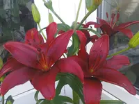 DSC00026.webp