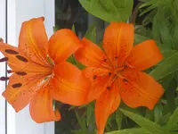 DSC00027.webp