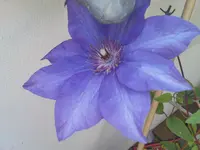 DSC00005.webp