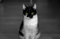 Psycho.webp