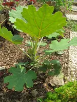 IMG_0597_900x1200.webp
