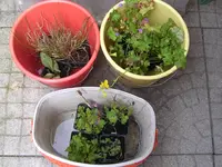 Juni 006.webp