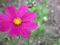 DSCN7129.webp