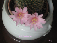 IMG_2008.webp