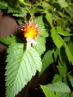 ALIM0600.webp