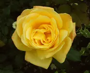 IMG00120.webp