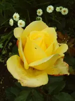 IMG00121.webp