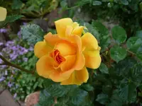 P1070054_600_450.webp
