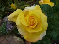 P1070055_600_450.webp