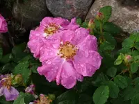 P1070047_600_450.webp