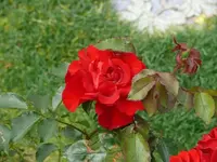 P1070036_600_450.webp