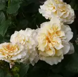P1070024_600_590.webp