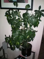 000_0004.webp