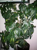 000_0005.webp