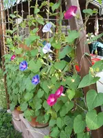 Garten 01.7.09 002.webp
