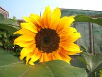 Garten 01.7.09 004.webp
