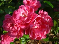 Bodendeckerrose.webp