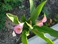 Calla.webp