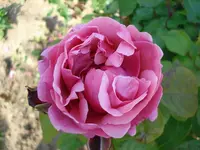 duftrose.webp