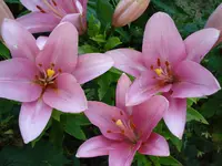 lilie.webp