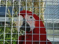 papagei 2.webp