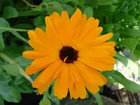 Ringelblume.webp