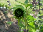 totgeglaubter echinacea.jpg