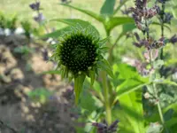 totgeglaubter echinacea.webp
