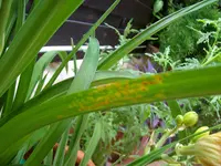 Schädling an Lilien.webp