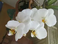 Palaenopsis-gelb.webp