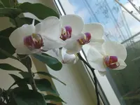 Phalaenopsis.webp
