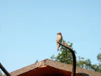 SA500307.webp