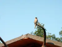SA500308.webp