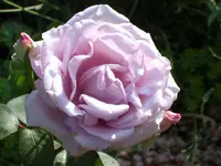 SA500276.webp