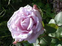 SA500277.webp