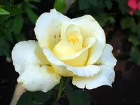SA500286.webp