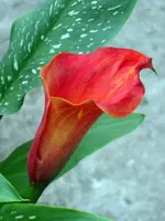 SA500340.webp
