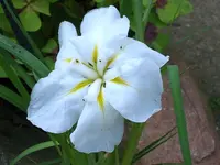 SA500270.webp