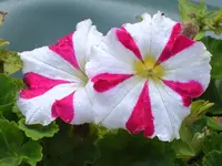 SA500271.webp