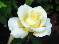 SA500287.webp