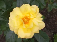 SA500319.webp