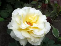 SA500320.webp