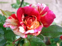 SA500327.webp