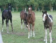 Fohlen1_klein.webp