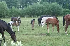 Herde1_klein.webp