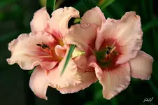 gf_5141.webp