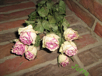 IMG_1732.webp