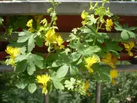 SDC10376.webp